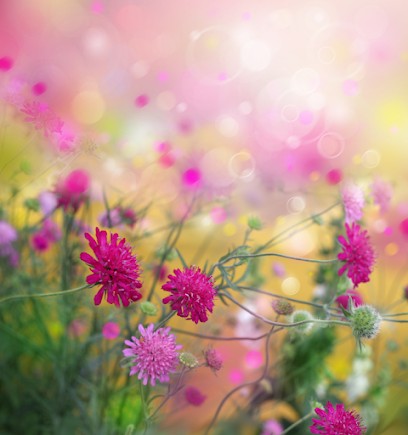 Flor'in 🌷 (Florine Féret), Entraineur Personnel à Saint-Laurent-Blangy