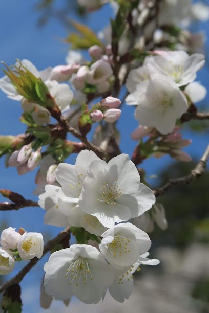 Hanami-Life Coaching, Entraineur Personnel à Autun