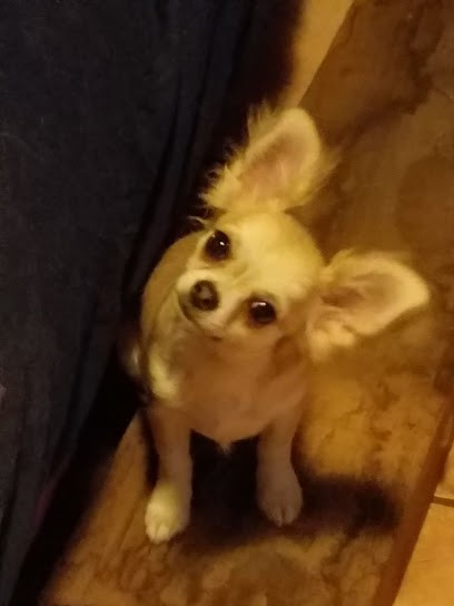 Centre animalier Maître et Complice Cécile Massoubre, Entraineur Personnel à Salon