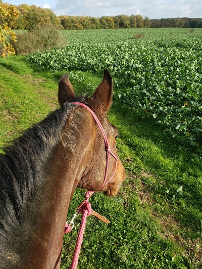 CP Monitrice - Monitrice D'équitation Indépendante, Entraineur Personnel à Veuzain-sur-Loire